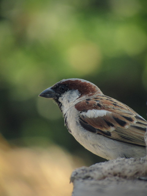 Sparrow